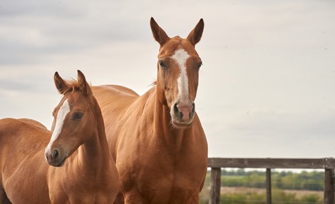 horses-special-cargo.jpg