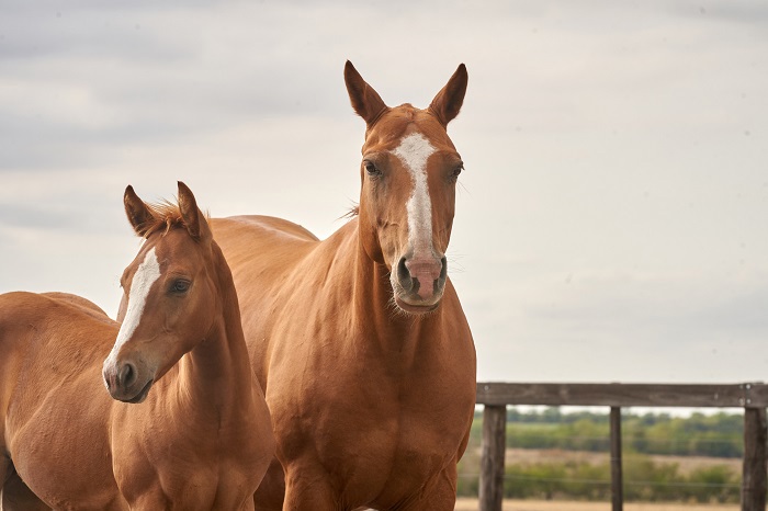 horses-special-cargo.jpg