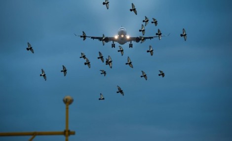 Picture_Bird Strikes & Wildlife Management.jpg
