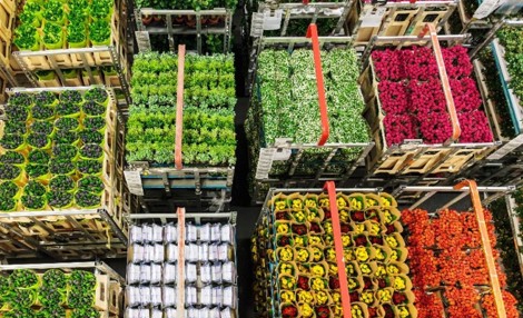 Flowers in  in palettes