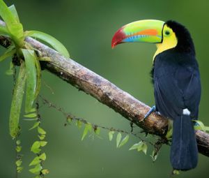 Live Animals Live Animals